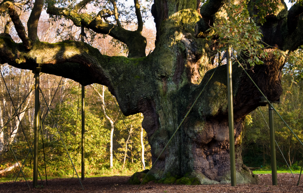 SHERWOOD FOREST